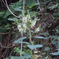 Teucrium heynei V.S.Kumar & Chakrab.